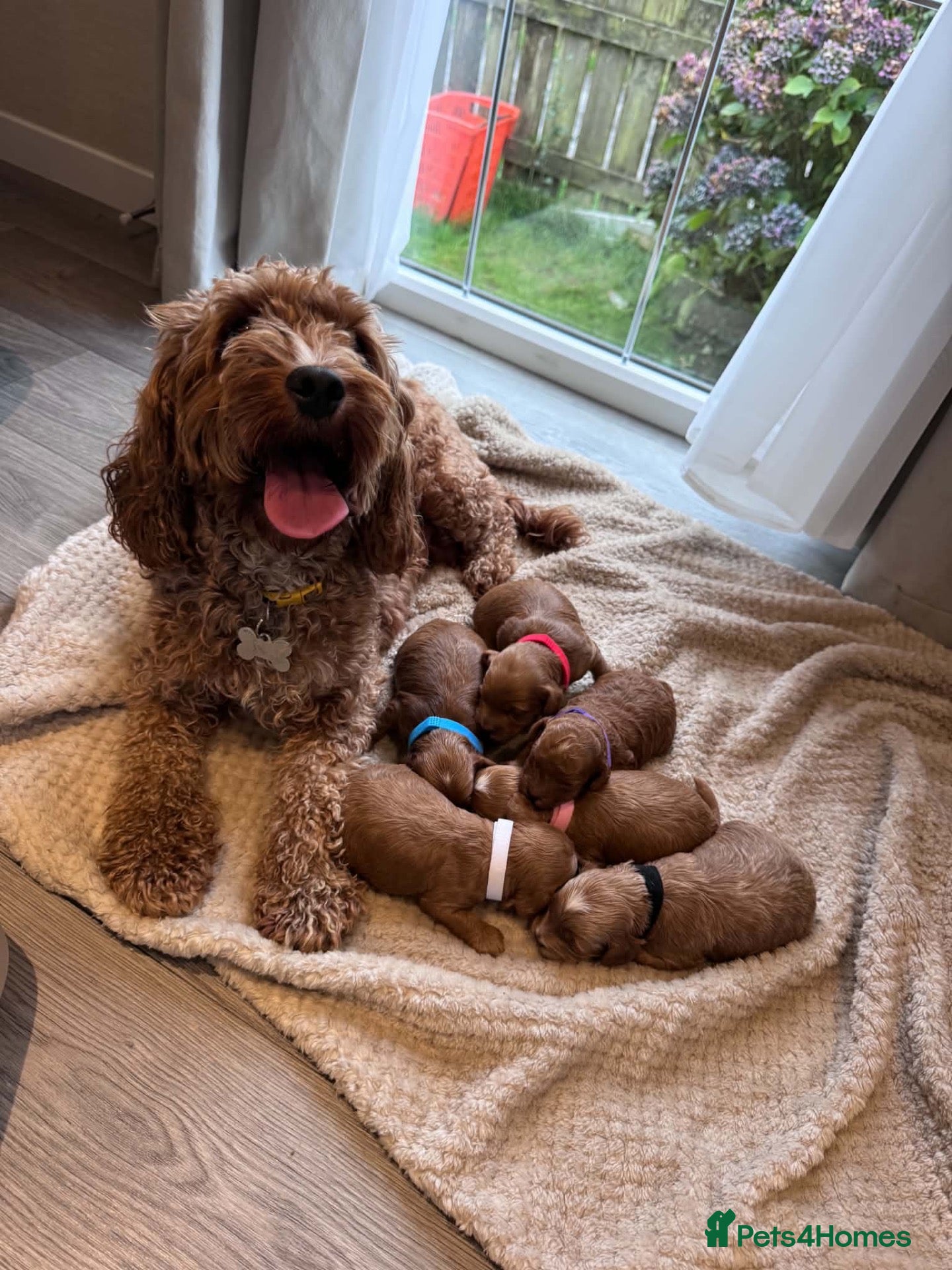 Cockapoo dogs  Cockapoo puppies  - Advert 1