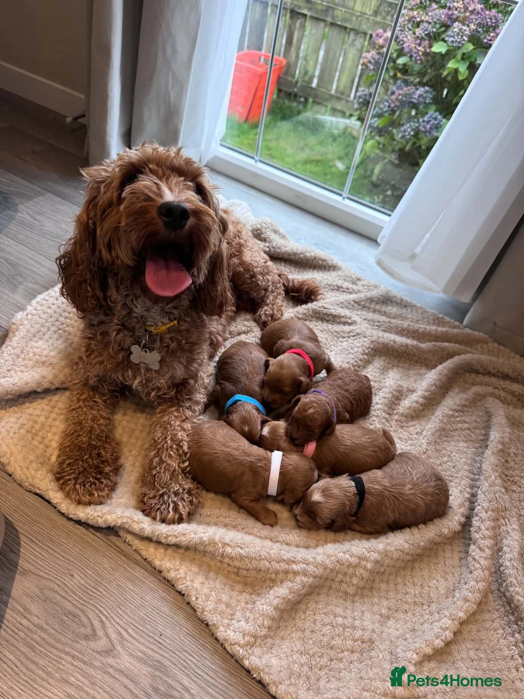 Cockapoo dogs for sale:  Cockapoo puppies  - Advert 1