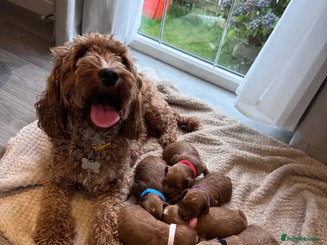 Cockapoo dogs for sale: Cockapoo puppies - Advert 1