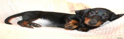 Dachshund dogs for sale: Beautiful standard dachshund litter   - Advert 12