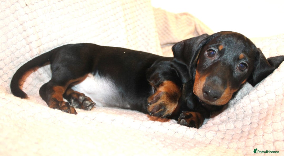 Dachshund dogs for sale: Beautiful standard dachshund litter   - Advert 12