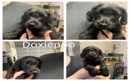 Toy Poodle dogs for stud: toy poodle short notice DNA clear PRA in Nottingham - Image 40