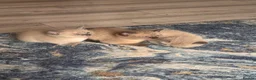 Ragamese cats for sale: Stunning ragamese kittens  - Advert 5