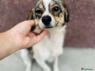 Mixed Breed dogs Bouncy Betty - Advert 4