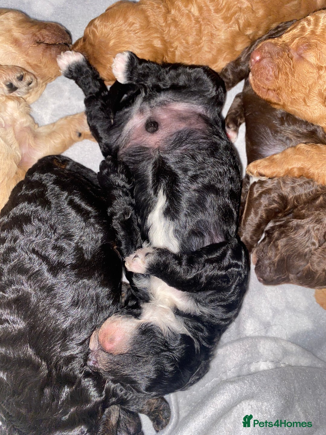 Miniature Poodle dogs for sale: Beautiful Miniature/Toy poodles  - Advert 27