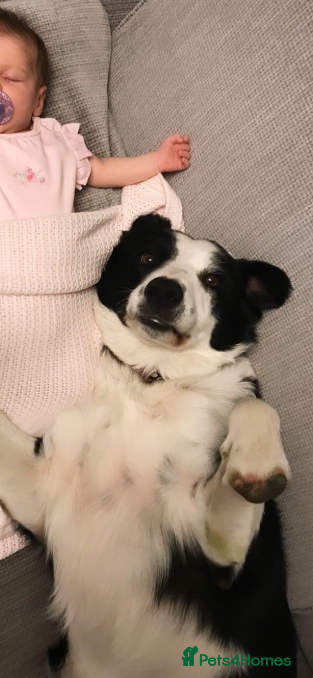 Border Collie dogs for sale: Buddy - Border Collie - Advert 6