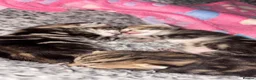 Bengal cats for sale: Bengal cross kittens 2 males ready to leave soon - Advert 11