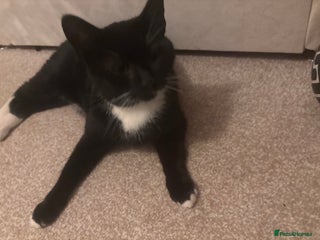 Domestic Shorthair cats Loving adult female 5 years old - Advert 1