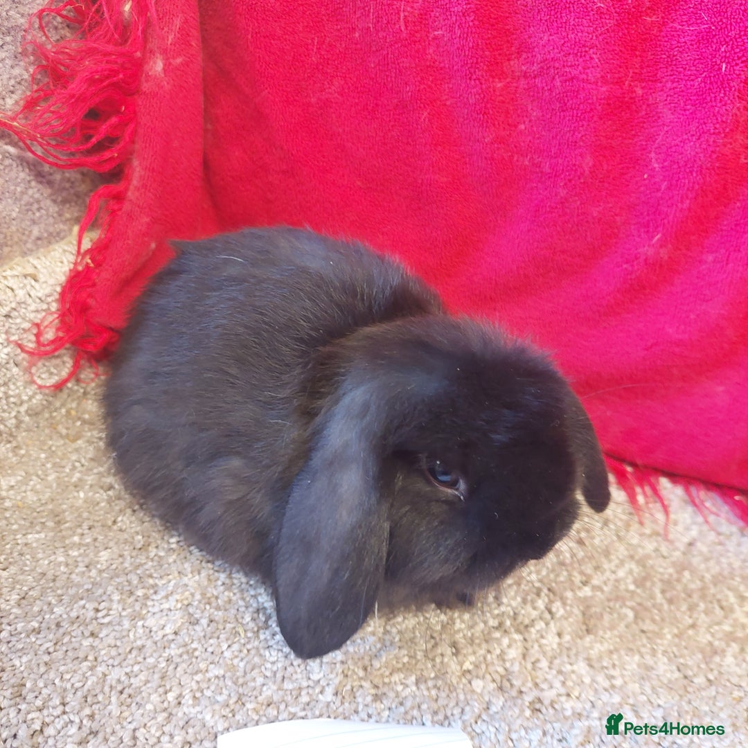 Mini Lop rabbits for sale: Minilop babys bucks & does  - Advert 9