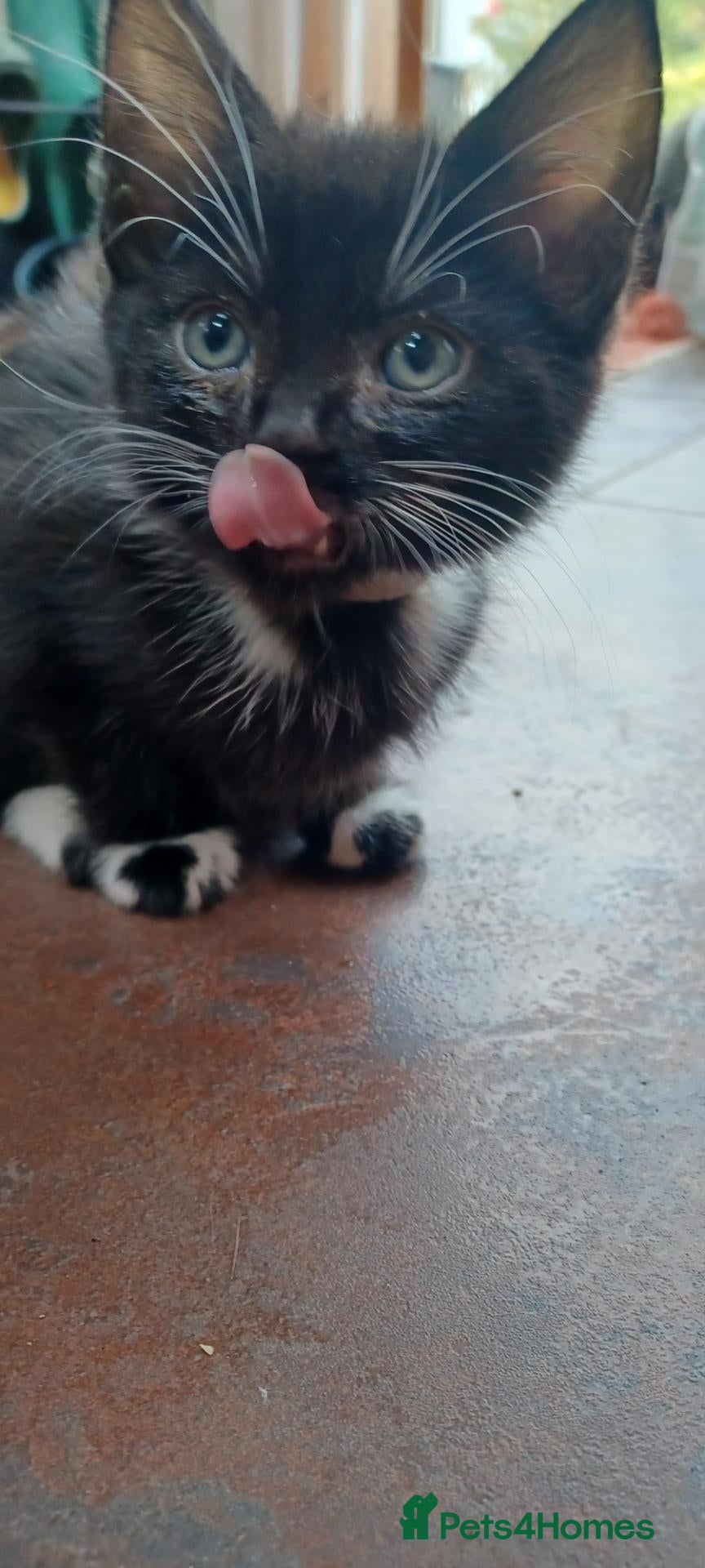 Mixed Breed cats for sale: Beautiful loving kittens  - Advert 20
