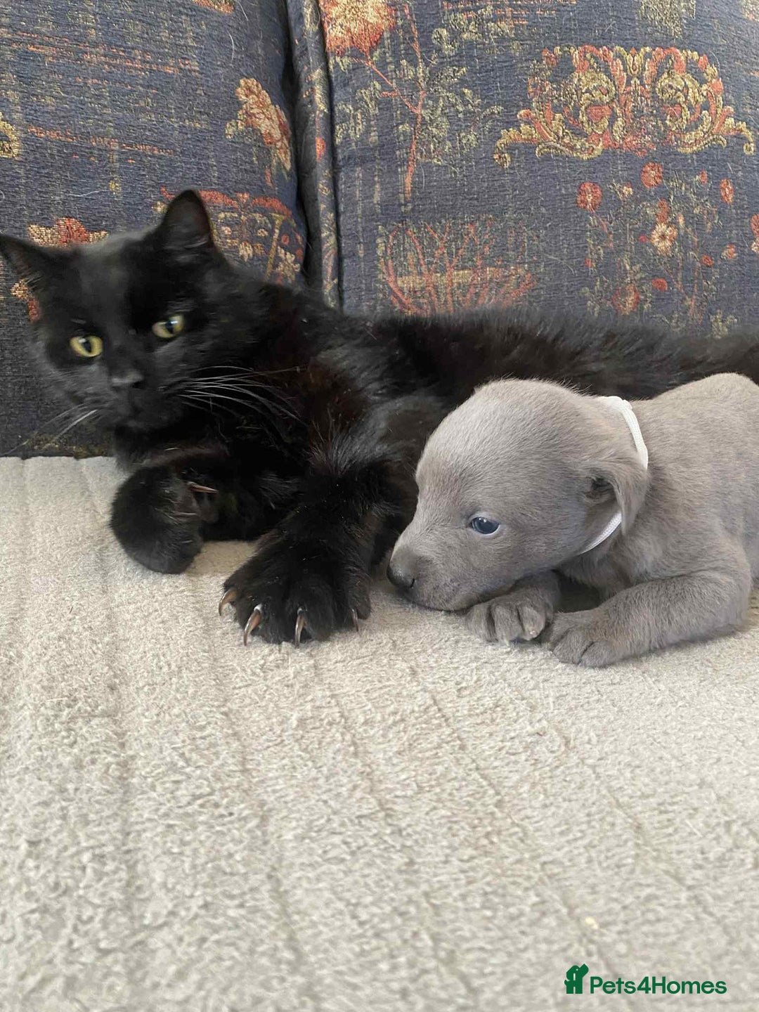 Whippet dogs for sale: 4 beautiful whippet puppies - Advert 3