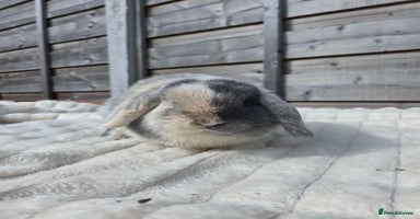 Mini Lop rabbits - Advert 8