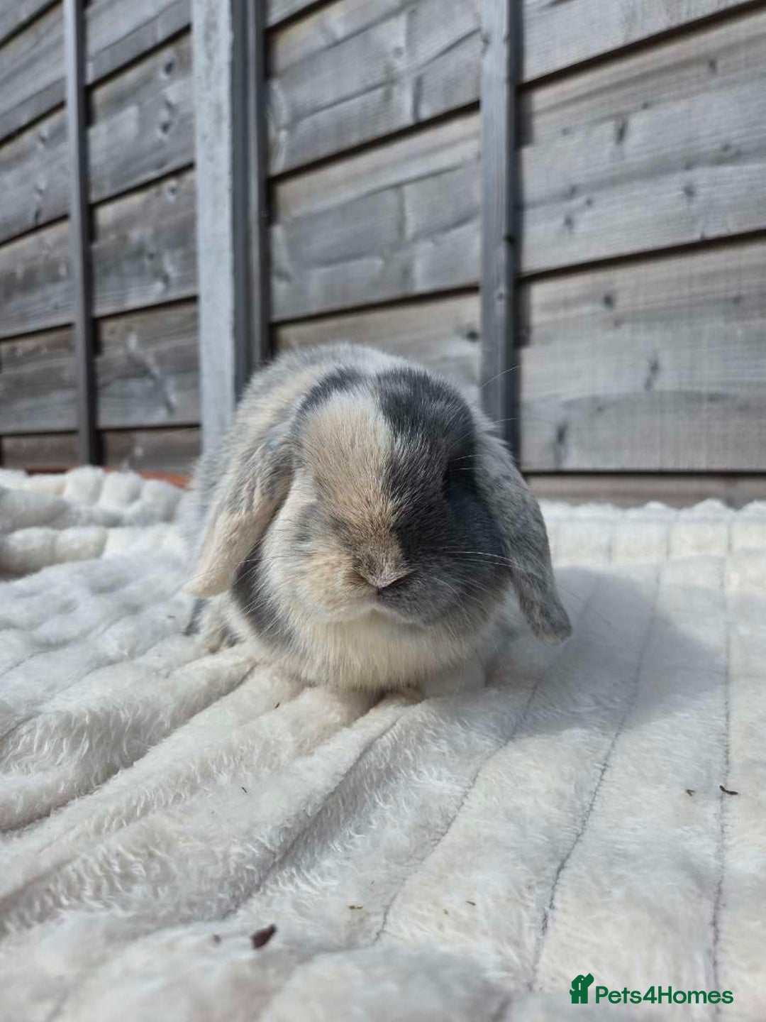 Mini Lop rabbits for sale: Harlequin mini lop doe  - Image 2