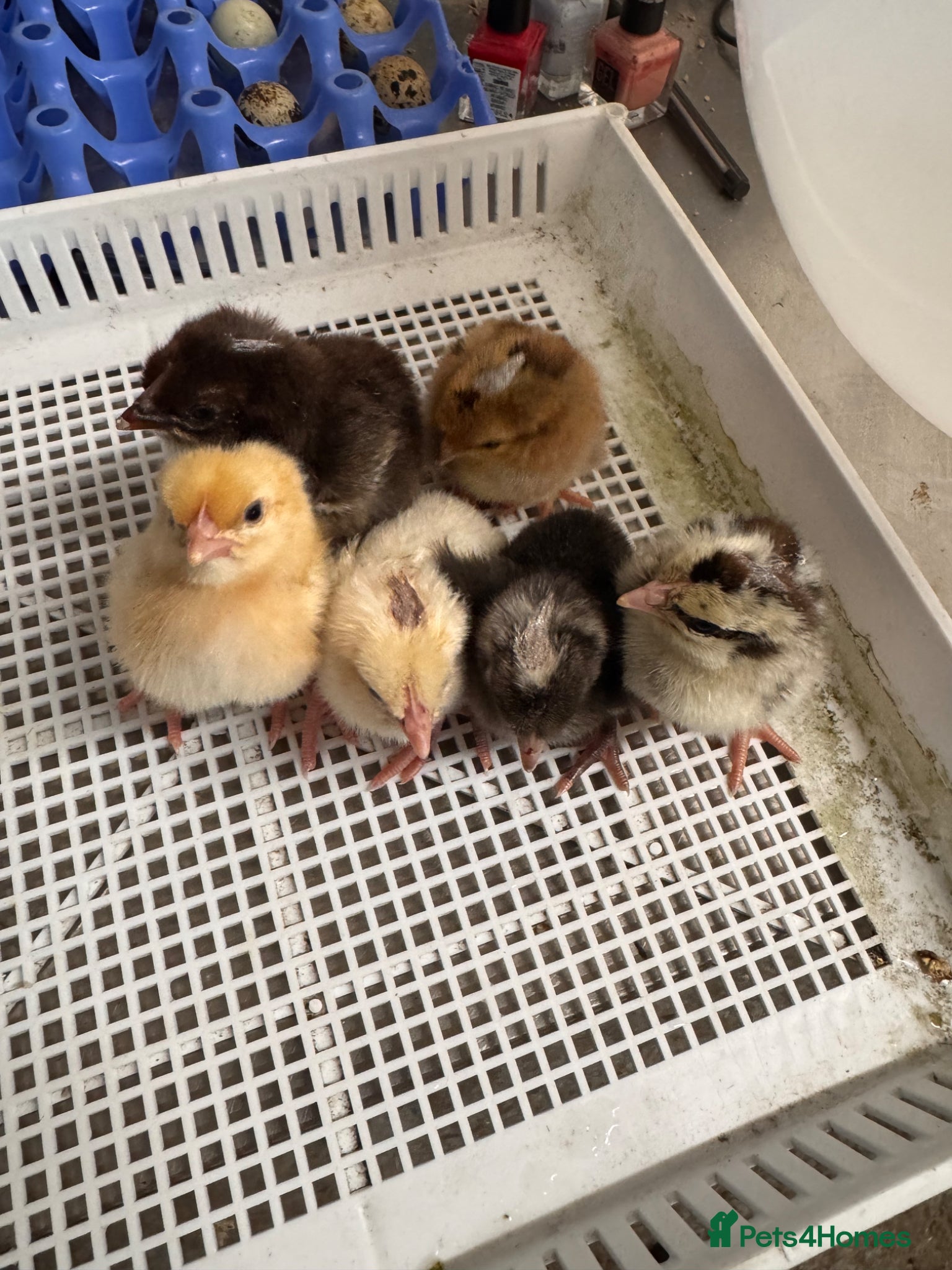 Chickens poultry chicks available  - Advert 1