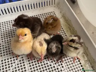 Chickens poultry chicks available - Advert 1