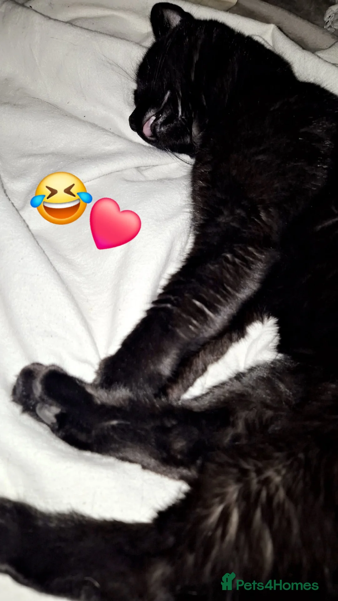 Mixed Breed cats for sale: Black bengal mix female - Advert 3