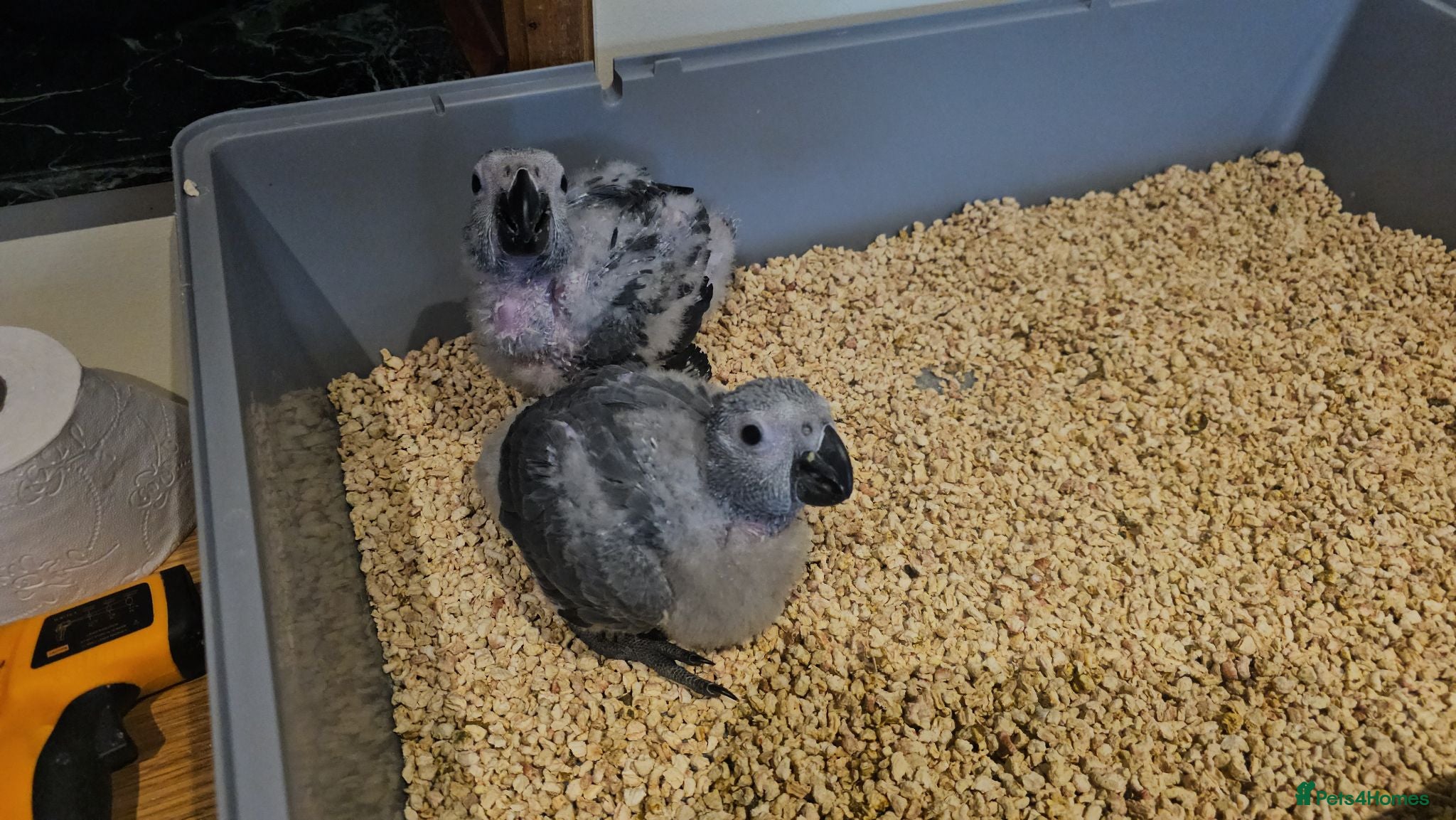 Parrots birds Silly teamed hand reared African grey Baby - Advert 1