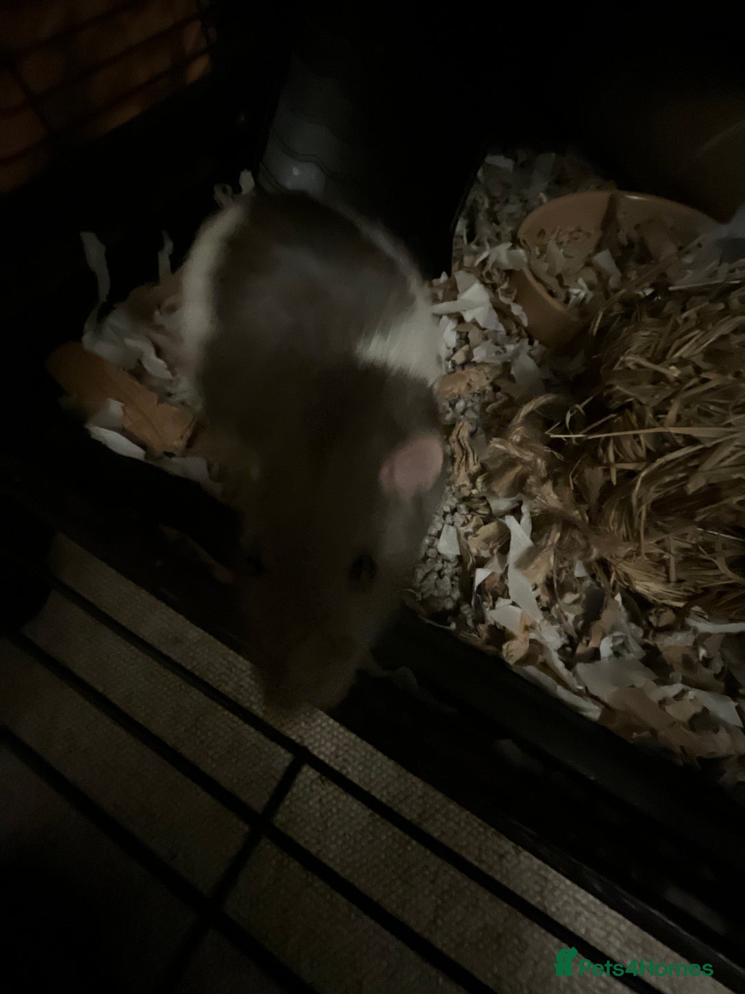 Rat rodents for sale: Lone Male Rat Needing Home - Advert 3