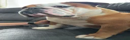 English Bulldog dogs for stud: Full Breed Bulldog for stud - Advert 6