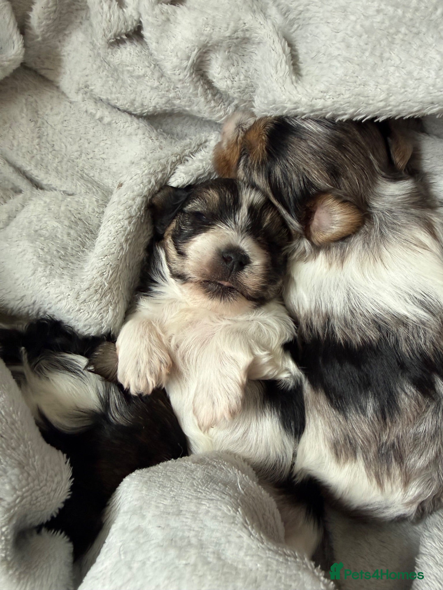 Yorkshire Terrier dogs Three Beautiful Little Yorkshire Terrier Puppies - Advert 1