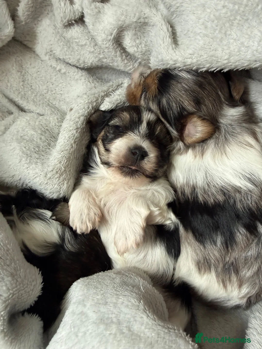 Yorkshire Terrier dogs for sale: Three Beautiful Little Yorkshire Terrier Puppies in Exeter - Advert 1