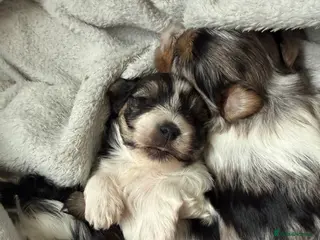 Yorkshire Terrier dogs Three Beautiful Little Yorkshire Terrier Puppies - Advert 1