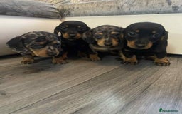 Dachshund dogs for sale: Dachshund  - Image 11