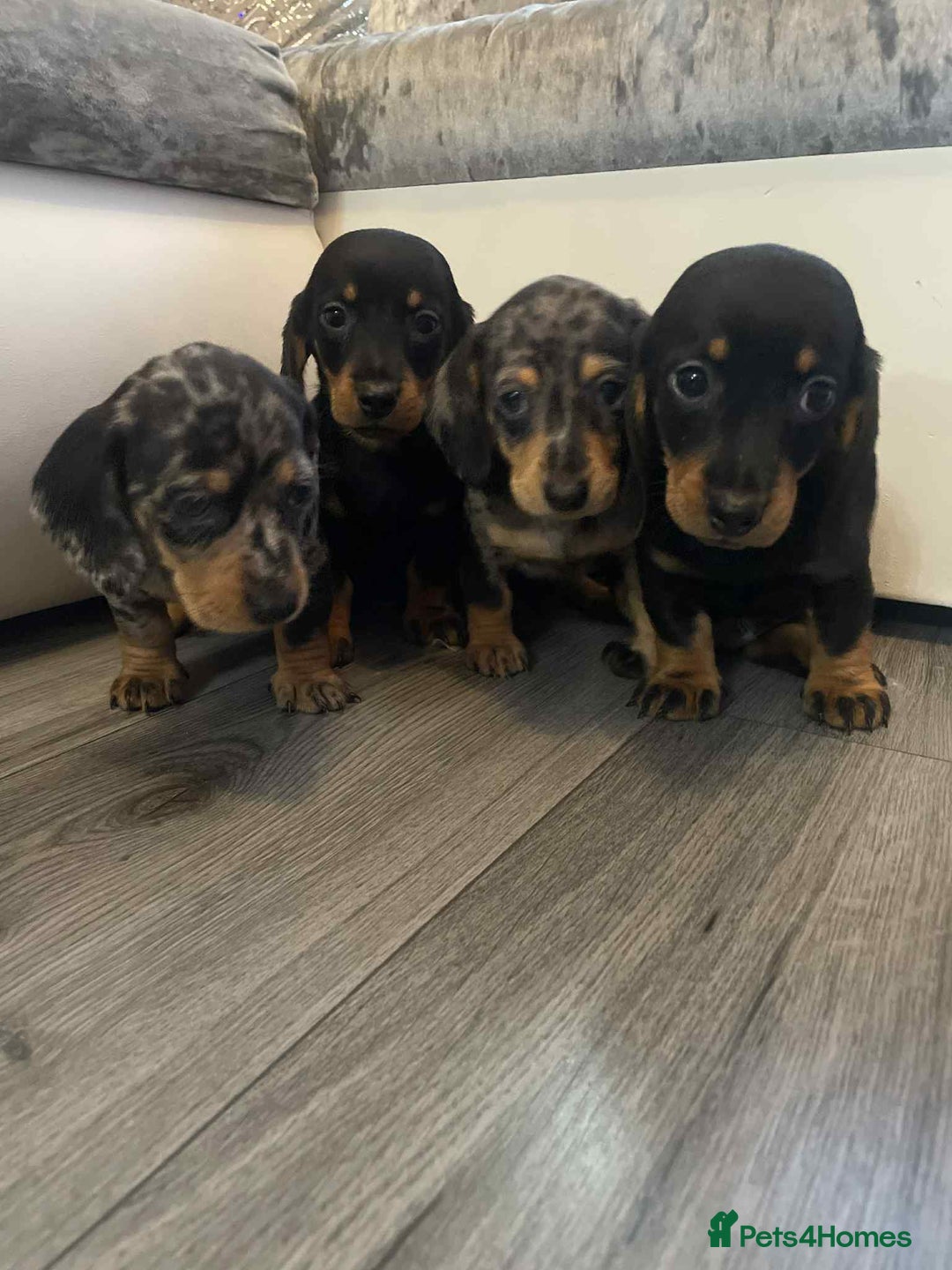 Dachshund dogs for sale: Dachshund  - Image 11