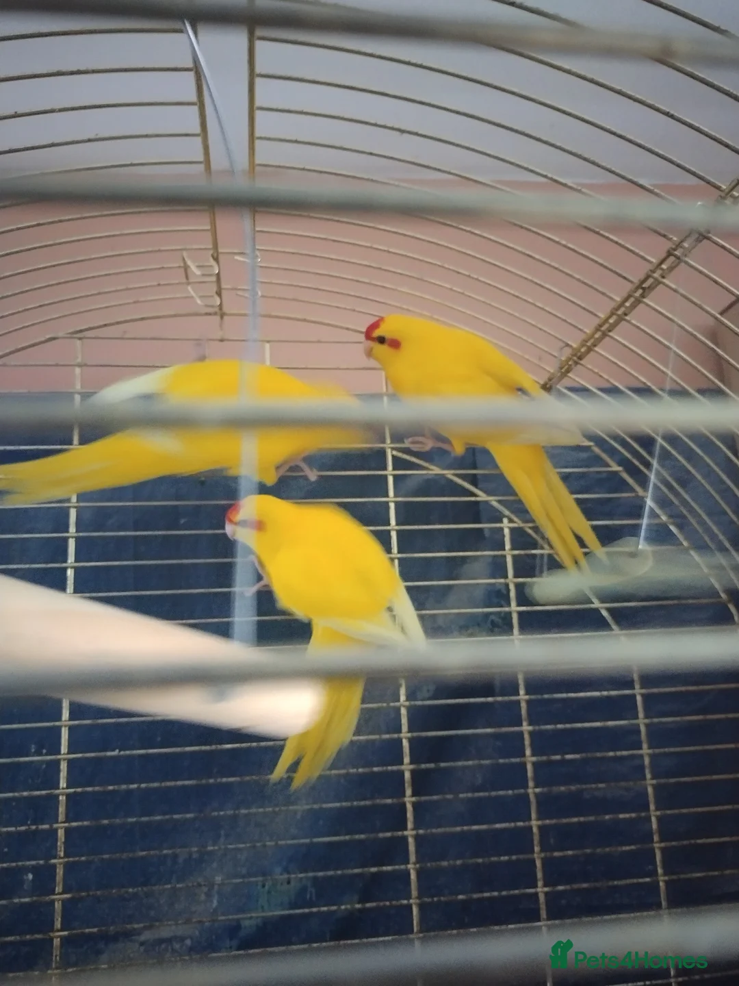 Parrots birds for sale: For sale  in Worksop - Advert 2