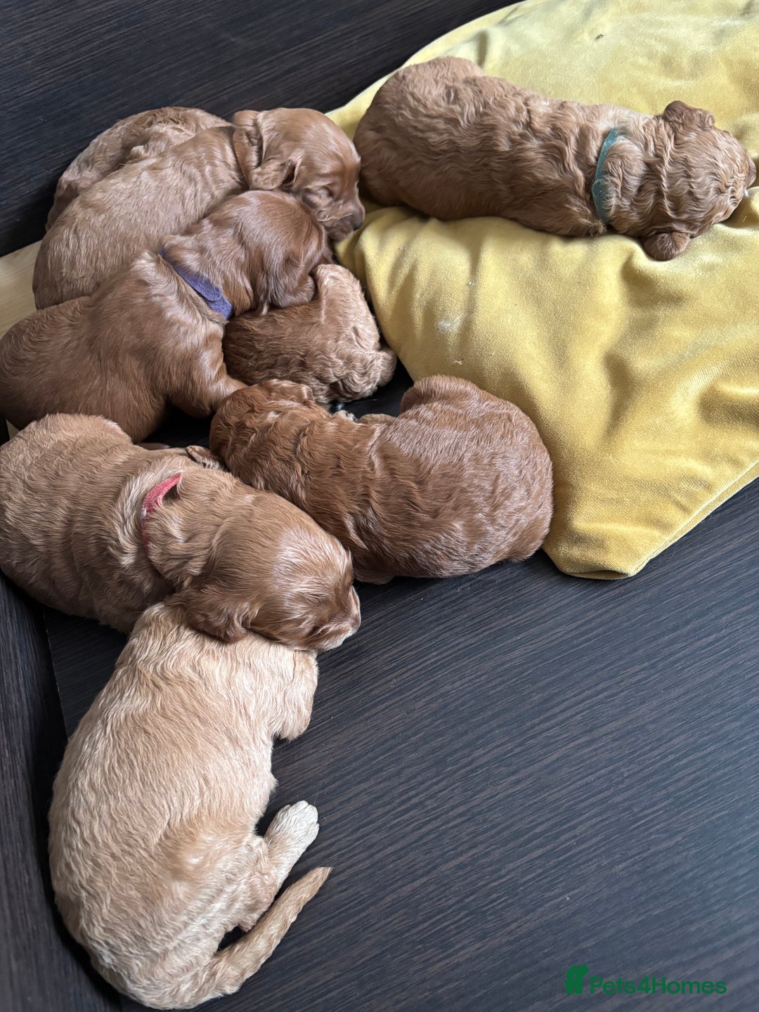 Cavapoo dogs for sale: Gorgeous F1B Cavapoo puppies - Image 3