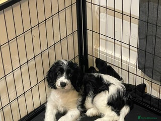 Mixed Breed dogs * Last one - Female Cocker Spaniel x Cavapoo Pups - Advert 4