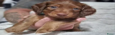 Dachshund 1