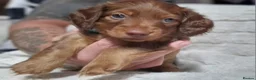 Dachshund dogs for sale: Dachshund puppies - Advert 7