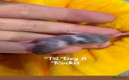 Mouse rodents for sale: Baby mice males and females  in Honiton - Image 10