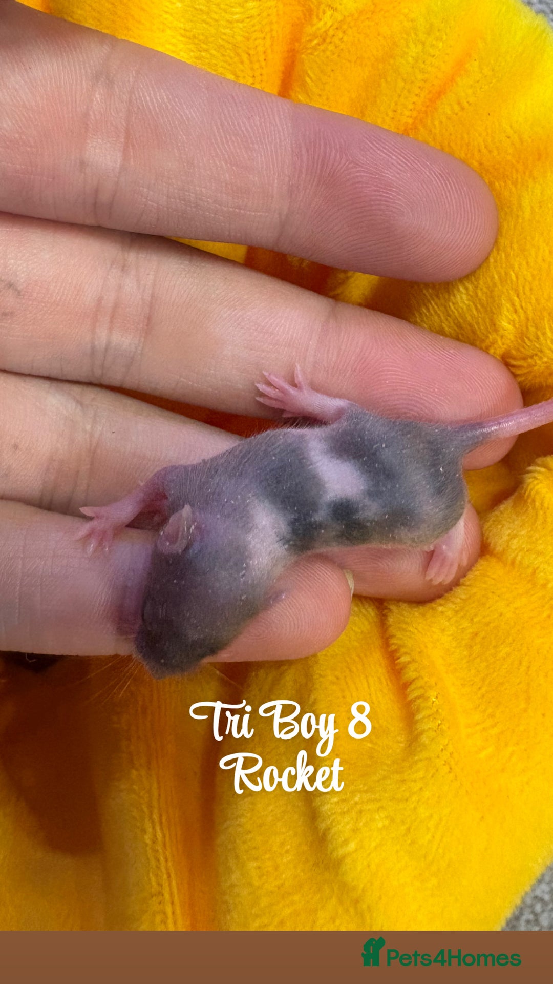 Mouse rodents for sale: Baby mice males and females  in Honiton - Image 10