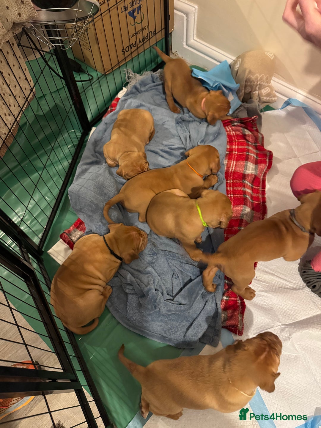 Dogue De Bordeaux dogs for sale: Dogue de Bordeaux pups for sale - Advert 22