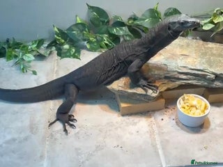 Monitor reptiles for sale: Black Dragon Asian Water Monitor - Advert 1