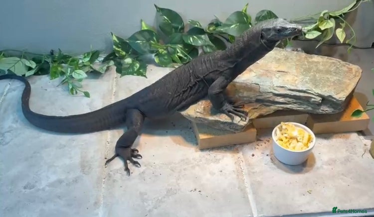 Monitor reptiles Black Dragon Asian Water Monitor - Advert 1