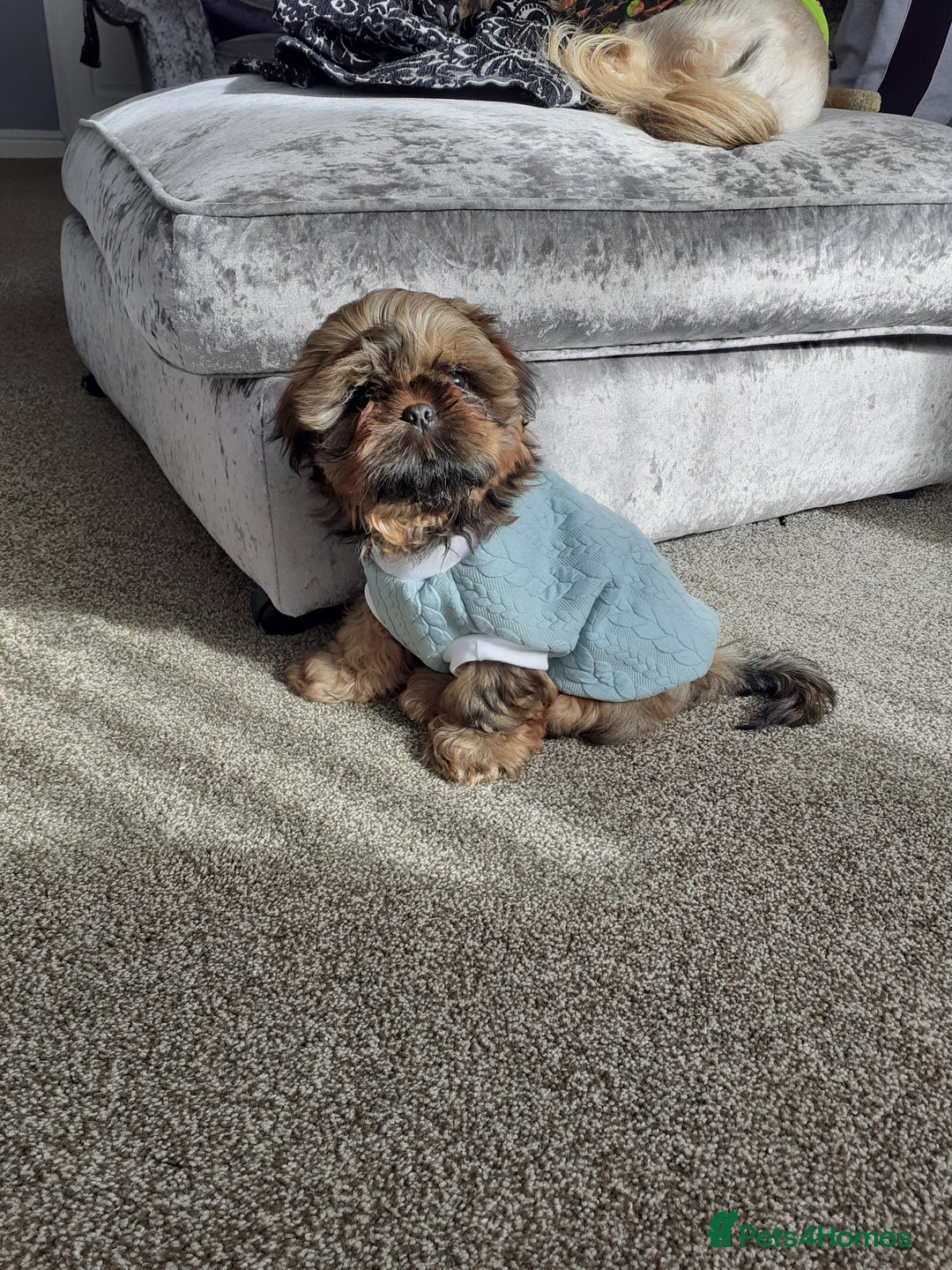 Shih Tzu dogs for stud: Stunning shihtzu stud in Wrexham - Advert 20