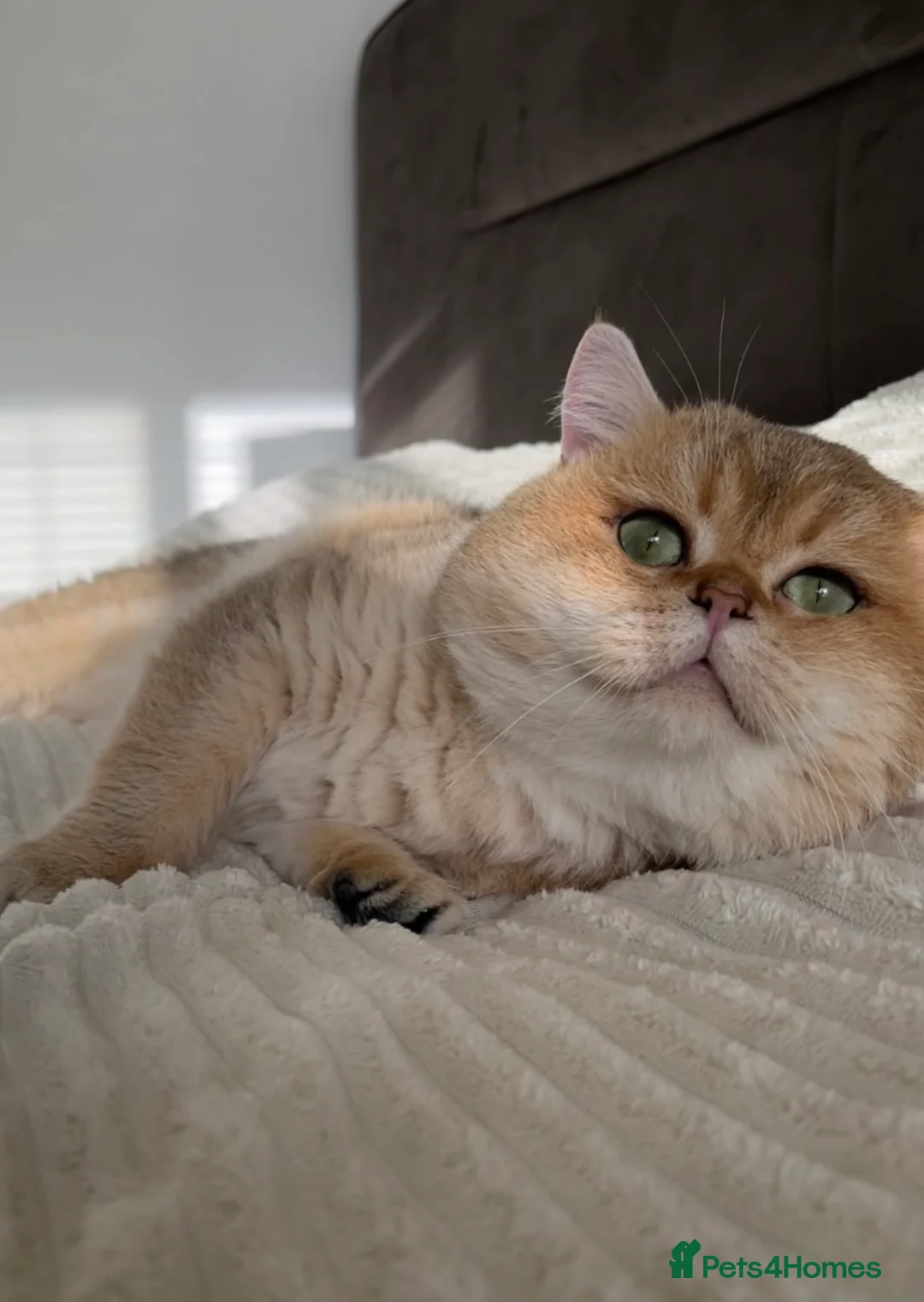 British Shorthair cats for stud: Outstanding Golden Black Shaded Boy for Stud - Advert 2