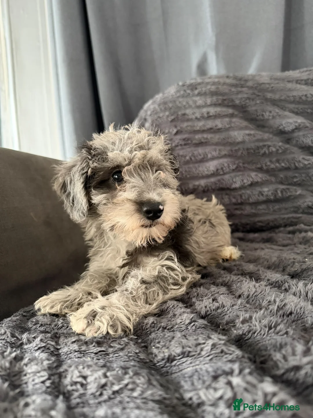 Schnoodle dogs for sale: Schnoodle puppies for sale  in Benfleet - Advert 2