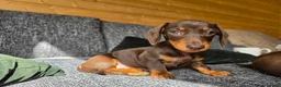Miniature Dachshund dogs for sale: READY NOW KC GIRL - Advert 6