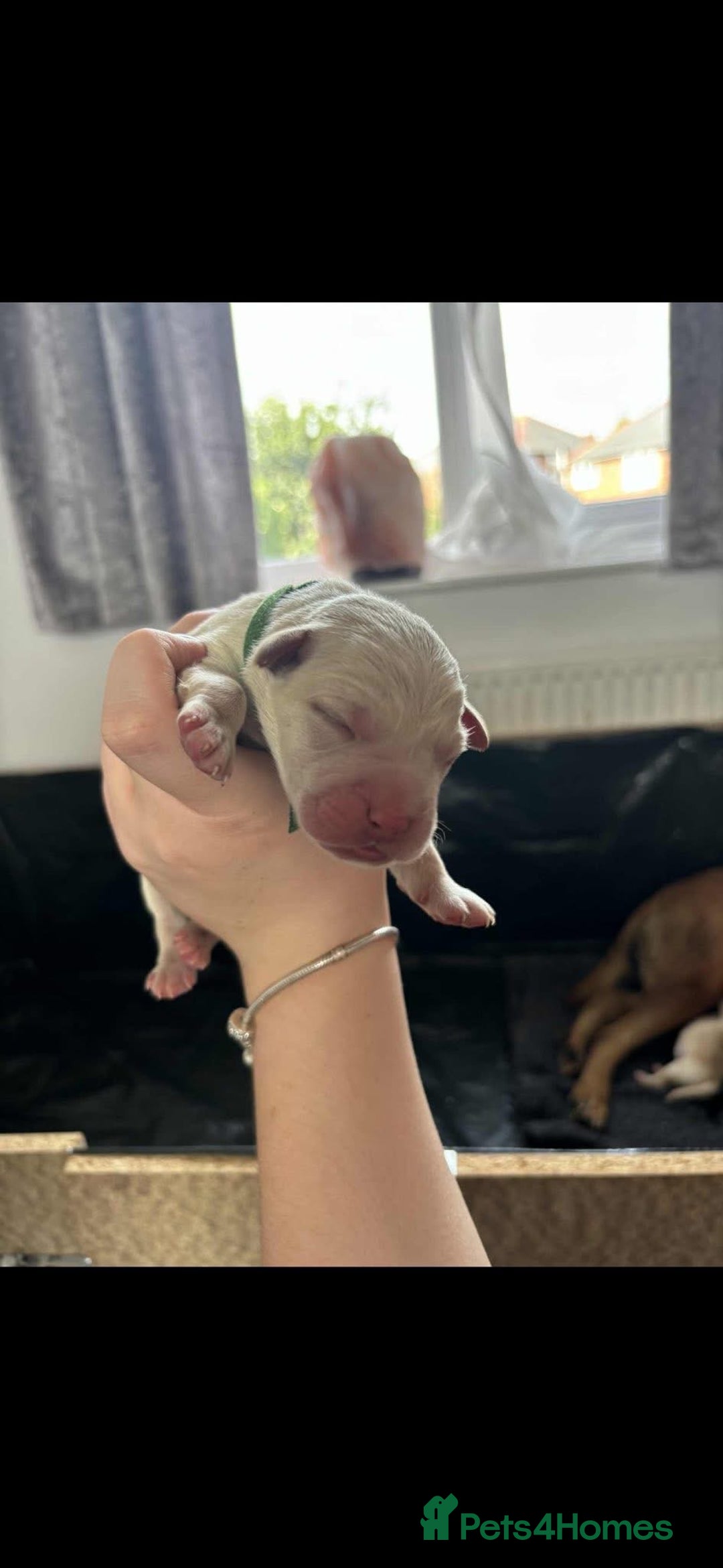 Mixed Breed dogs for sale: Mixed breed Labrador puppies  - Image 13