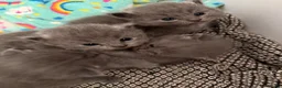 Ragdoll cats for sale: ❤️Ragdoll x British Shorthair Kittens❤️ - Advert 13