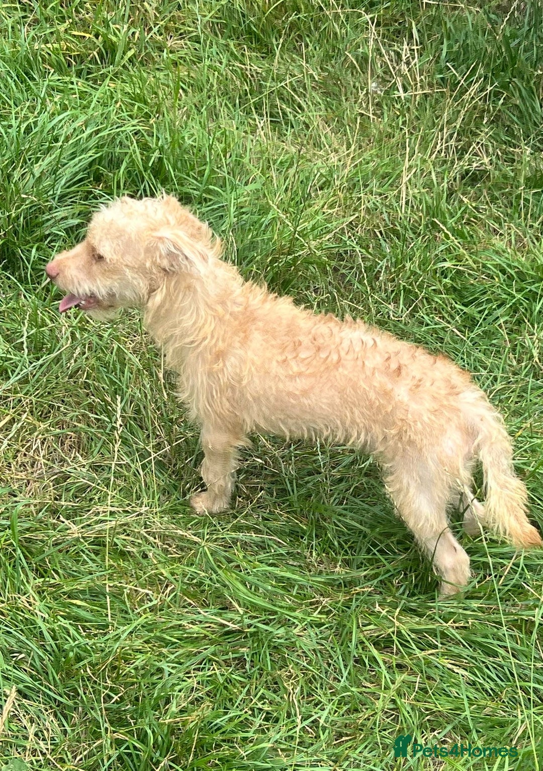Mixed Breed dogs for adoption: Rocky * Westie x Poodle * 240781 - Image 4