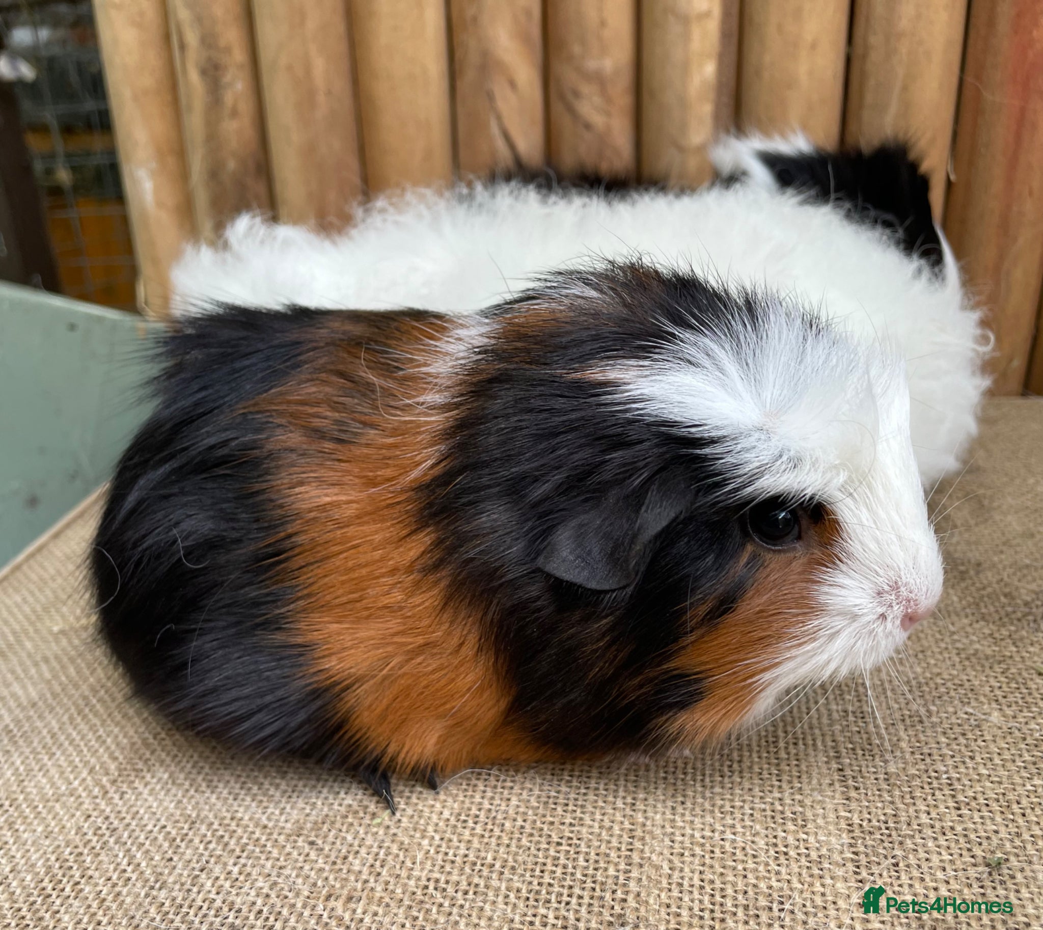 Guinea Pig rodents Baby sows. - Advert 7