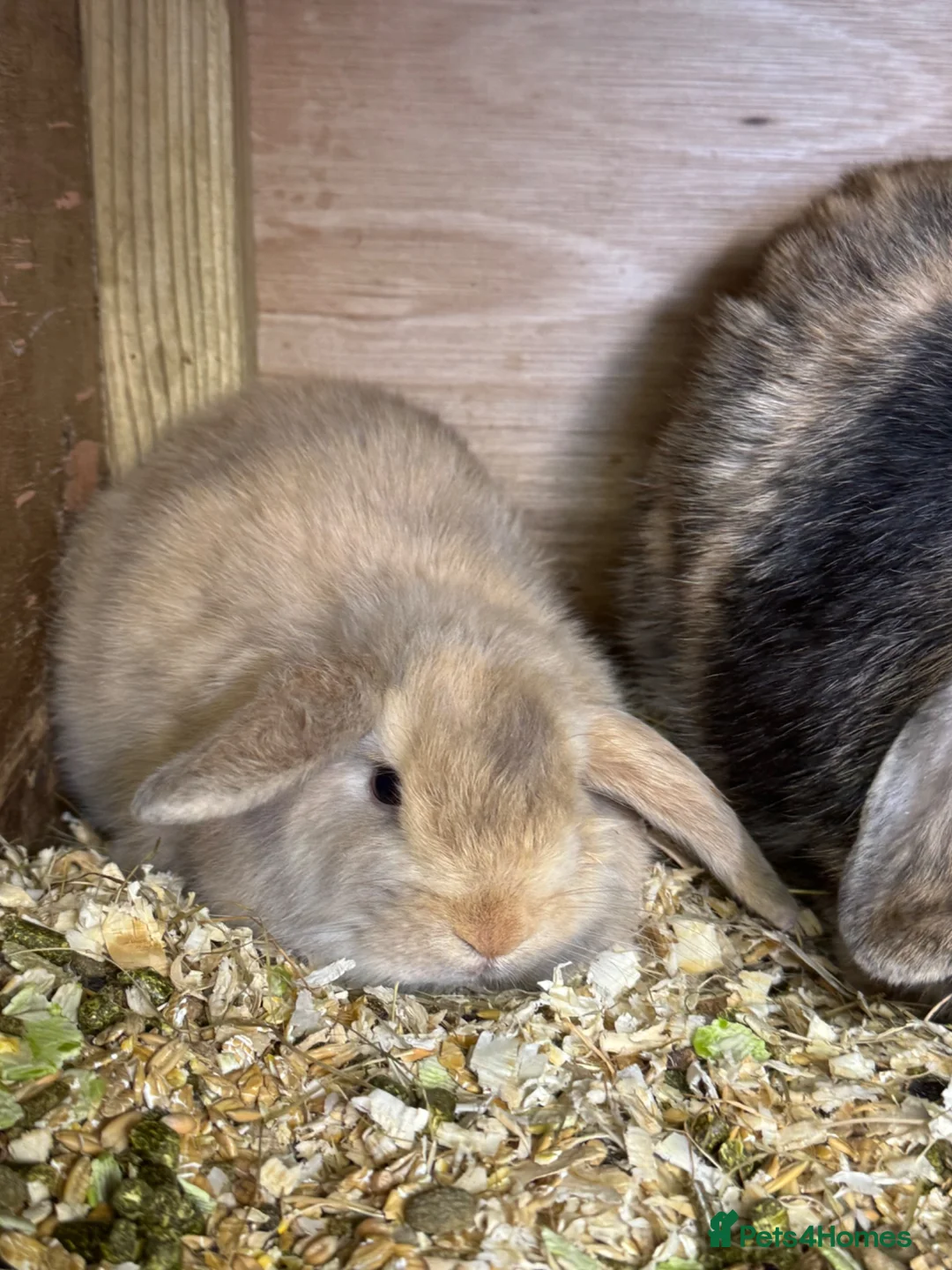 Mini Lop rabbits for sale: mini lop - Advert 3