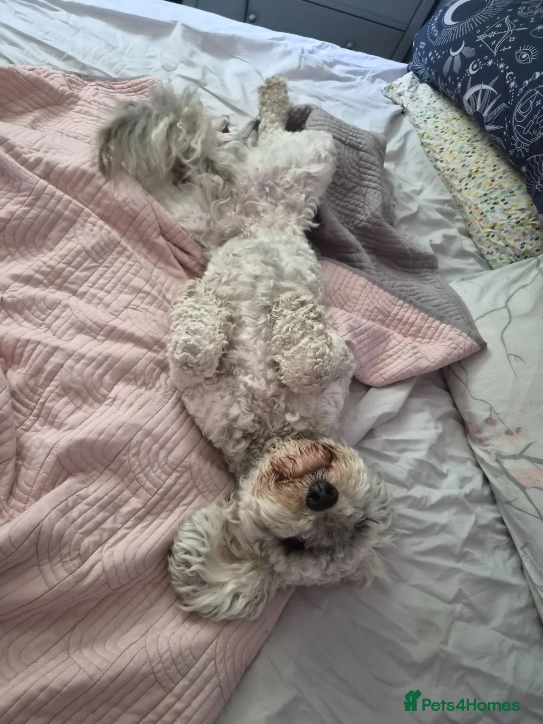 Cockapoo dogs for sale: 1 year old cockapoo - Advert 3