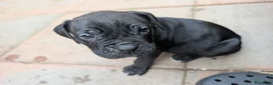 Mixed Breed 3