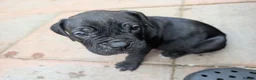 Mixed Breed dogs for sale: Alapaha blue blood bulldog cross staffy puppies  - Advert 9